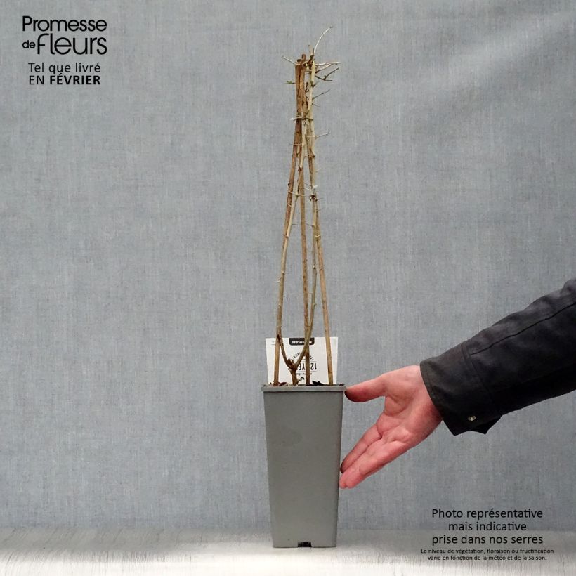 Spécimen de Goji - Lycium barbarum Pot de 1,5L/2L, Buisson tel que livré en hiver