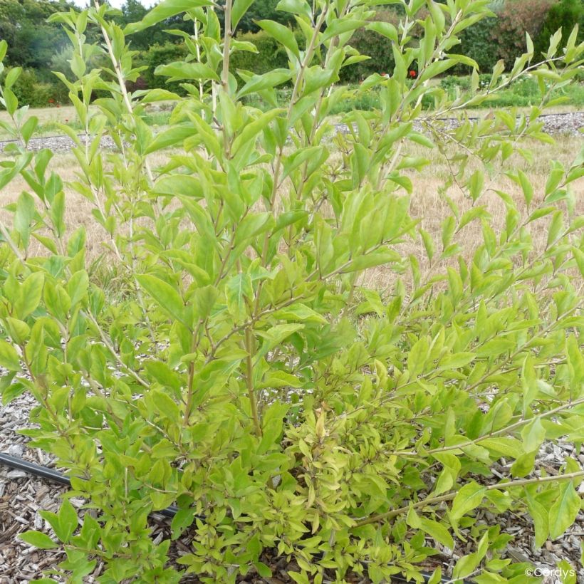 Goji Q1 - Lycium barbarum (Port)