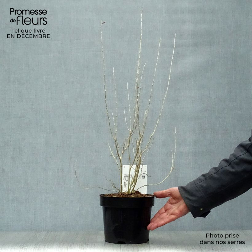 Spécimen de Goji Sweet Lifeberry - Lycium barbarum Pot de 1,5L/2L, Touffe tel que livré en hiver