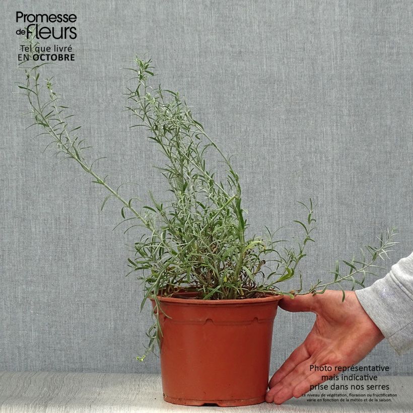 Spécimen de Gomphostigma virgatum White Candy Pot de 2L/3L tel que livré en automne