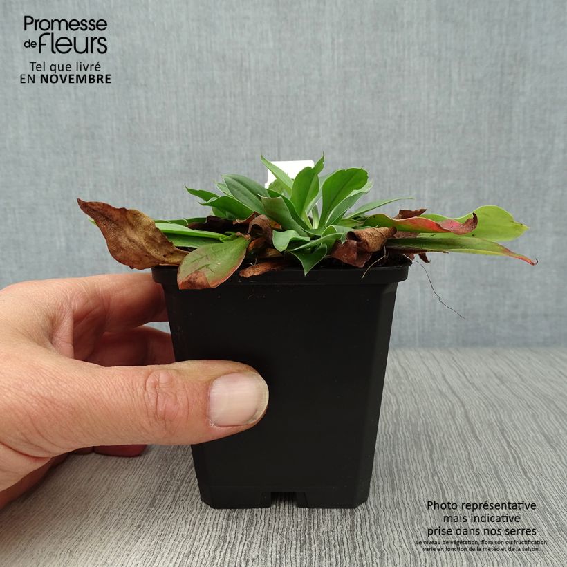 Spécimen de Goniolimon tataricum - Limonium - Statice vivace Godet de 8/9 cm tel que livré en automne