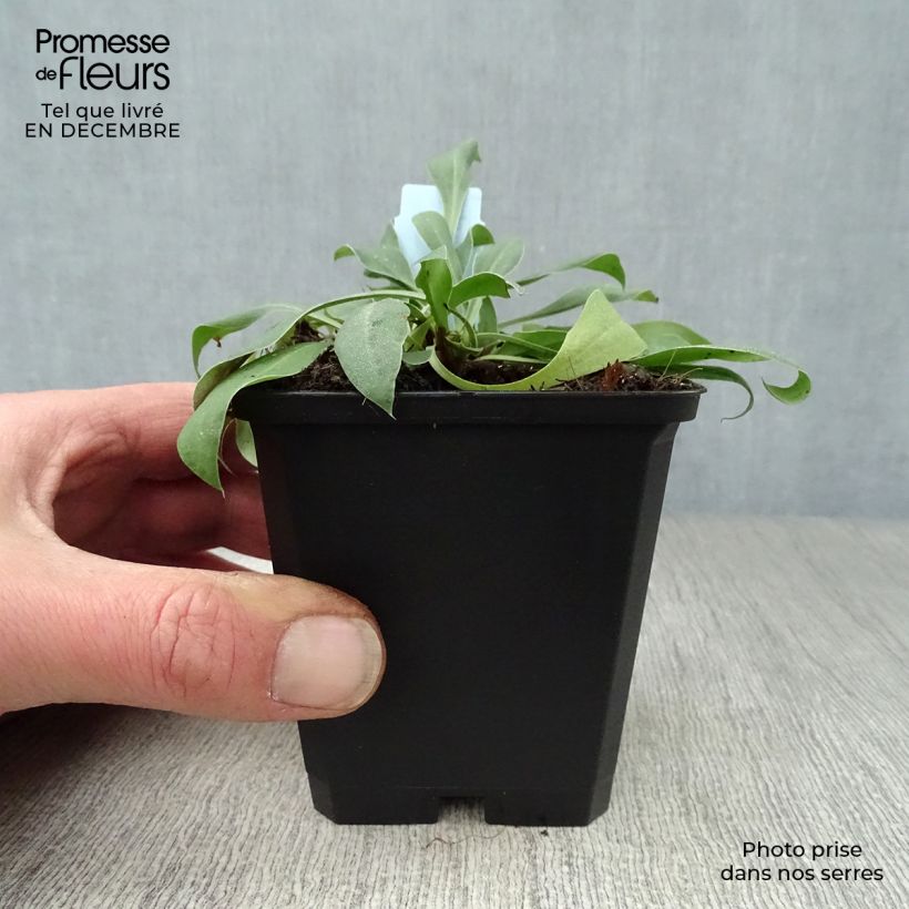 Spécimen de Goniolimon tataricum - Limonium - Statice vivace Godet de 8/9 cm tel que livré en hiver