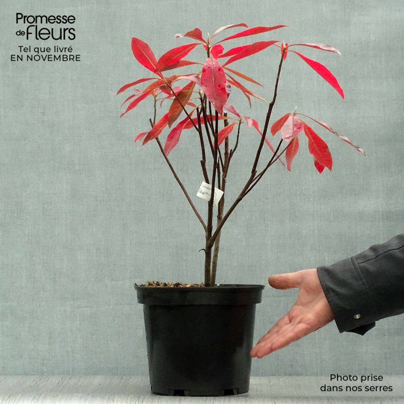 Spécimen de Gordlinia grandiflora Pot de 3L/4L tel que livré en automne
