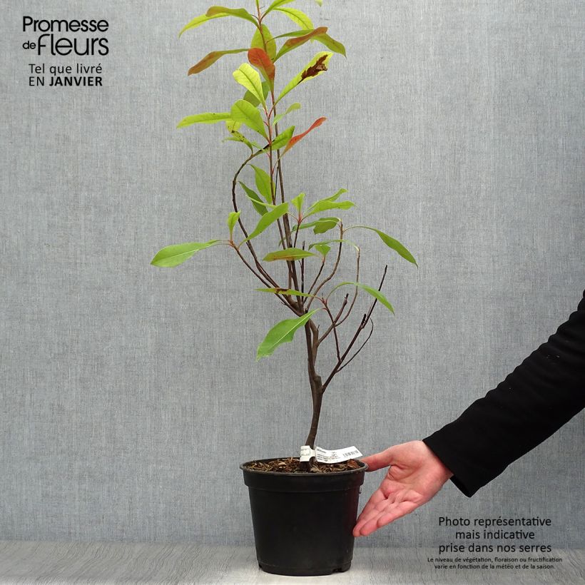 Spécimen de Gordlinia grandiflora Pot de 3L/4L tel que livré en hiver