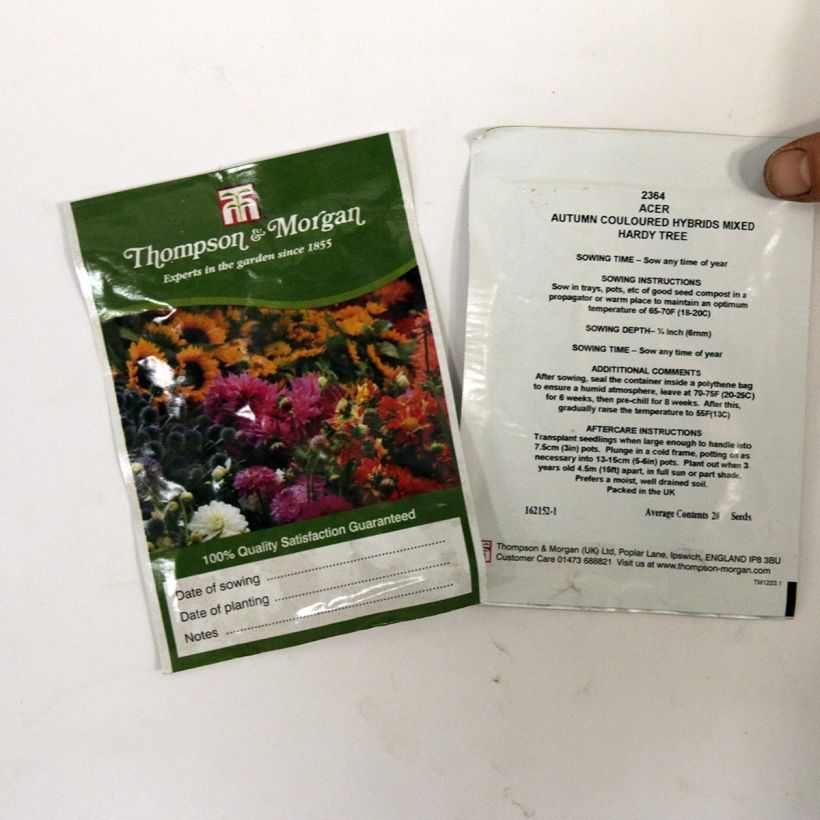 Exemple de spécimen de Graines d'Erable du Japon hybride en mélange (Acer Autumn Coloured Hybrids Mixed) le sachet de 20 graines tel que livré