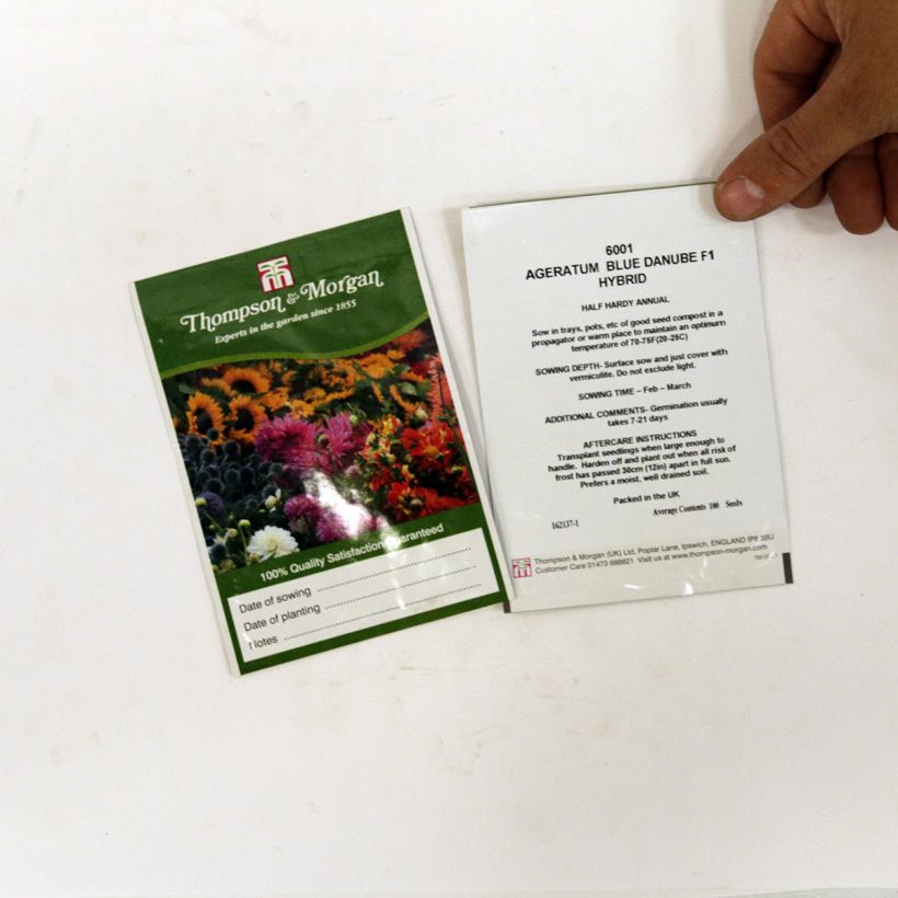 Exemple de spécimen de Graines d'Agératum du Mexique Blue Danube F1 le sachet de 100 graines tel que livré