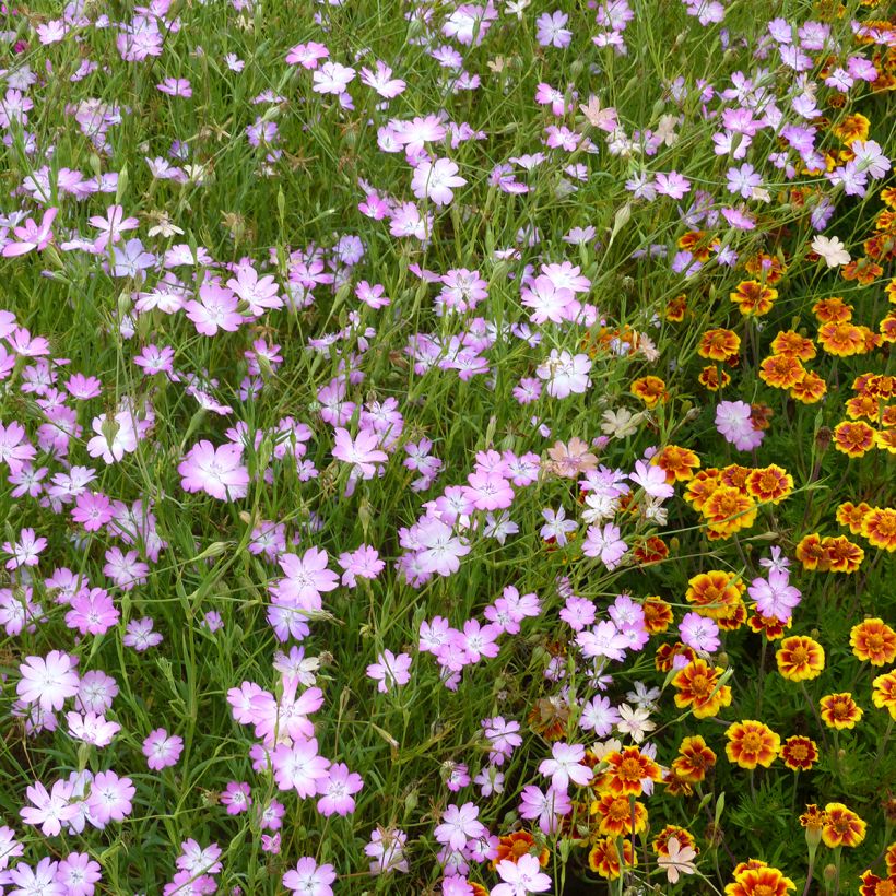 Graines d'Agrostemma Rose du Ciel - Coquelourde (Port)
