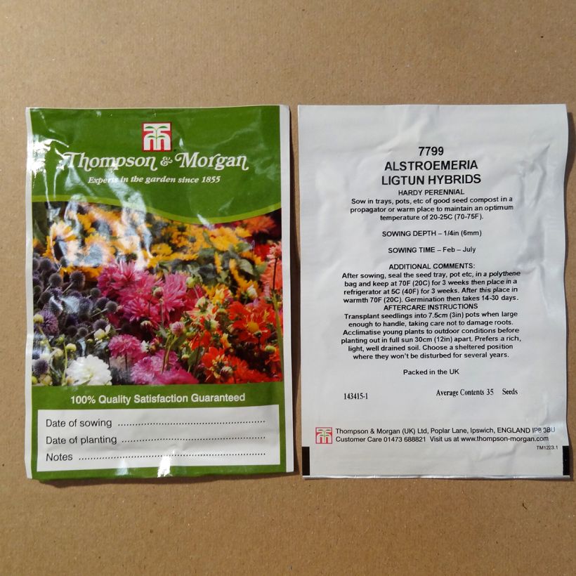 Exemple de spécimen de Graines d'Alstroemeria Ligtu Hybrids - Lis des Incas en mélange le sachet de 35 graines tel que livré