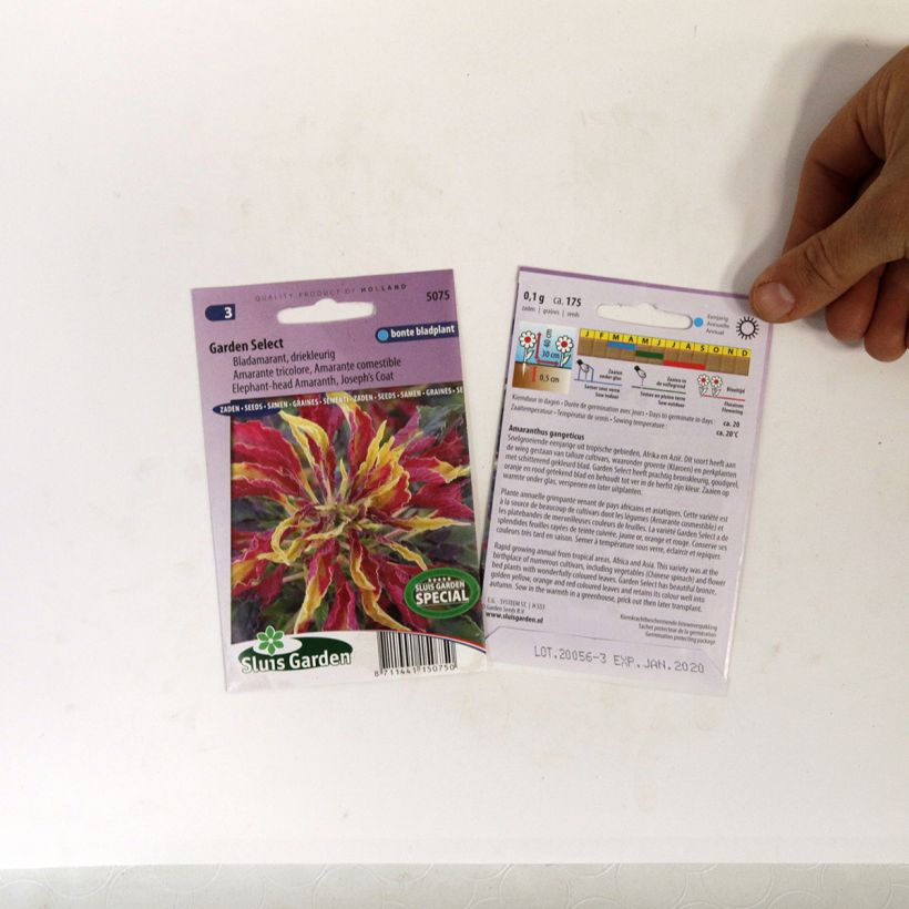 Exemple de spécimen de Graines d'Amarante Garden Select le sachet de +/- 150 graines (minimum 0,1g) tel que livré