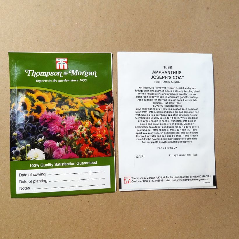 Exemple de spécimen de Graines d'Amarante Josephs Coat le sachet de 100 graines tel que livré