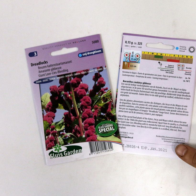 Exemple de spécimen de Graines d'Amarante queue-de-renard Dreadlocks le sachet de +/- 500 graines (minimum 0,4g) tel que livré