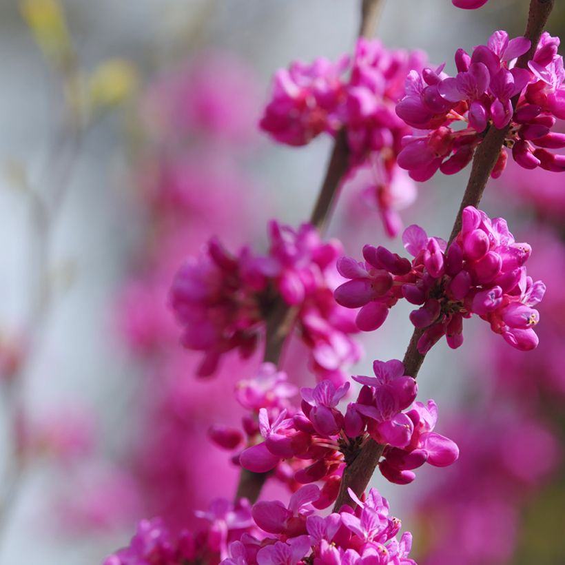 Graines d'Arbre de Judée - Cercis siliquastrum (Floraison)