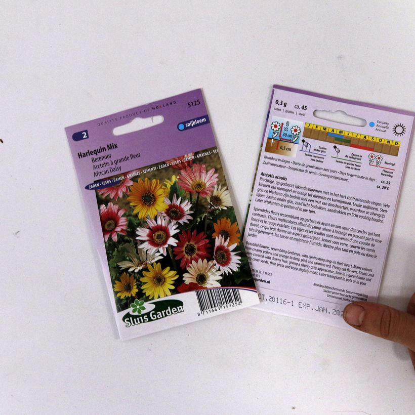Exemple de spécimen de Graines d'Arctotis Harlequin en mélange - Venidium fastuosum le sachet de 50 graines (0,4g) tel que livré