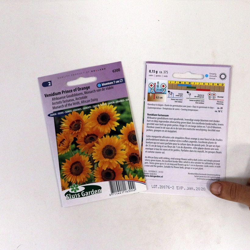 Exemple de spécimen de Graines d'Arctotis Prince of Orange - Venidium fastuosum le sachet de +/- 450 graines (minimum 0,2g) tel que livré