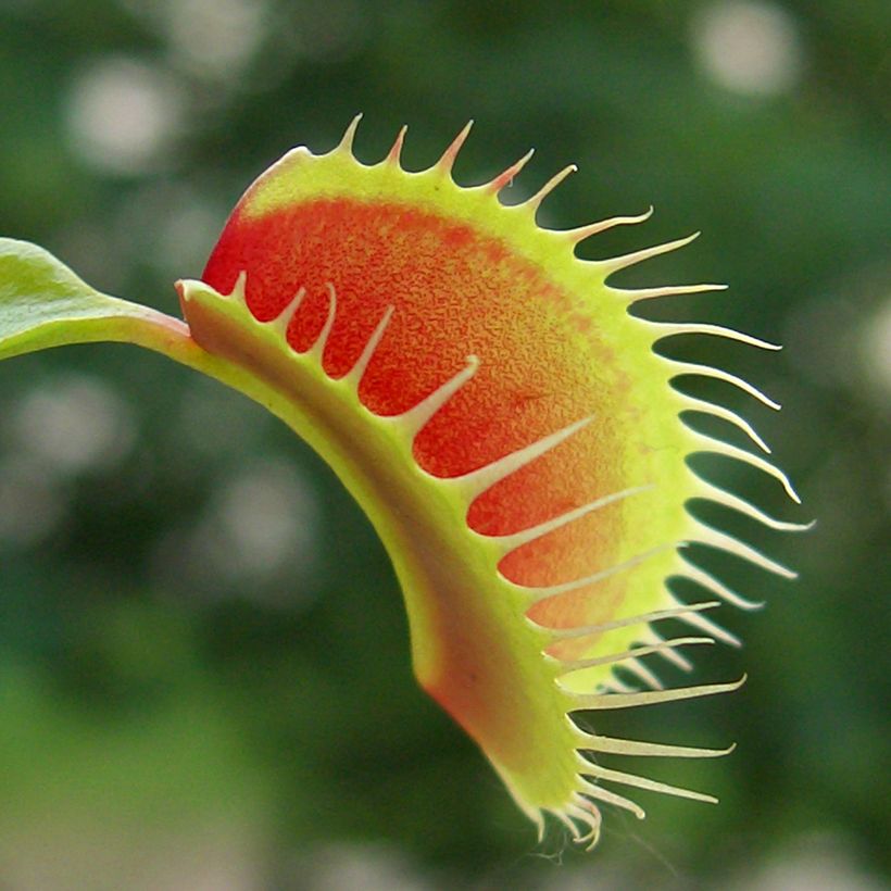 Graines d'Attrape-mouches - Dionaea muscipula (Feuillage)