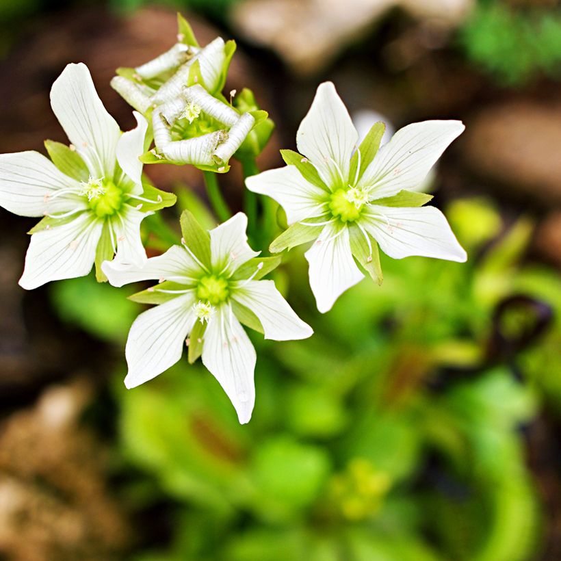 Graines d'Attrape-mouches - Dionaea muscipula (Floraison)