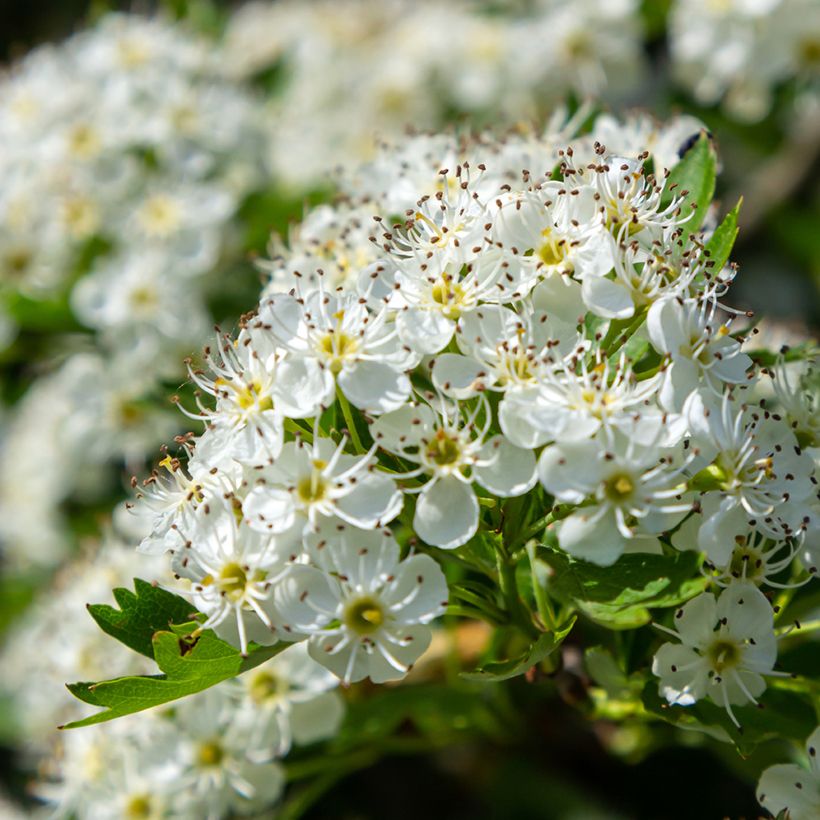 Graines d'Aubépine - Crataegus monogyna (Floraison)