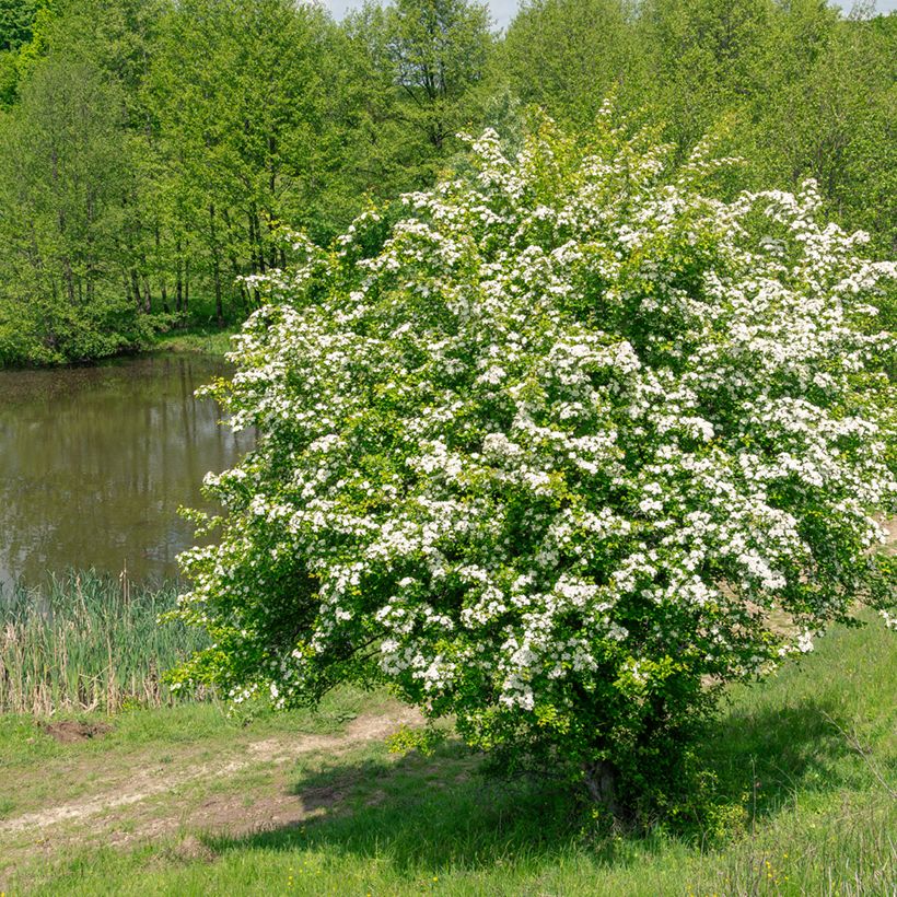 Graines d'Aubépine - Crataegus monogyna (Port)
