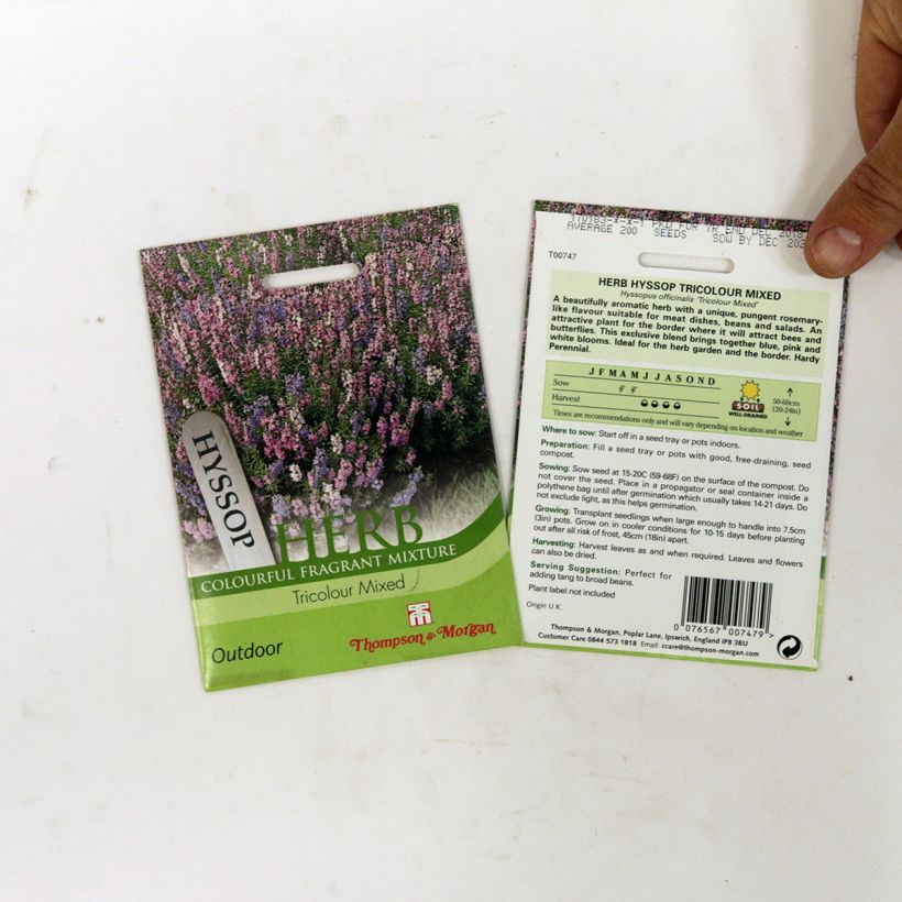 Exemple de spécimen de Graines d'Hysope officinale Tricolour Mixed - Hyssopus officinalis le sachet de 200 graines tel que livré