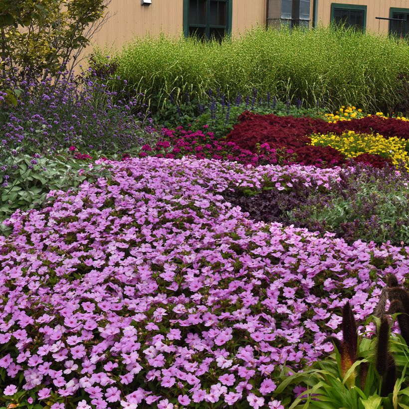 Graines d'Impatiens Solarscape XL Lilac Spark (Port)