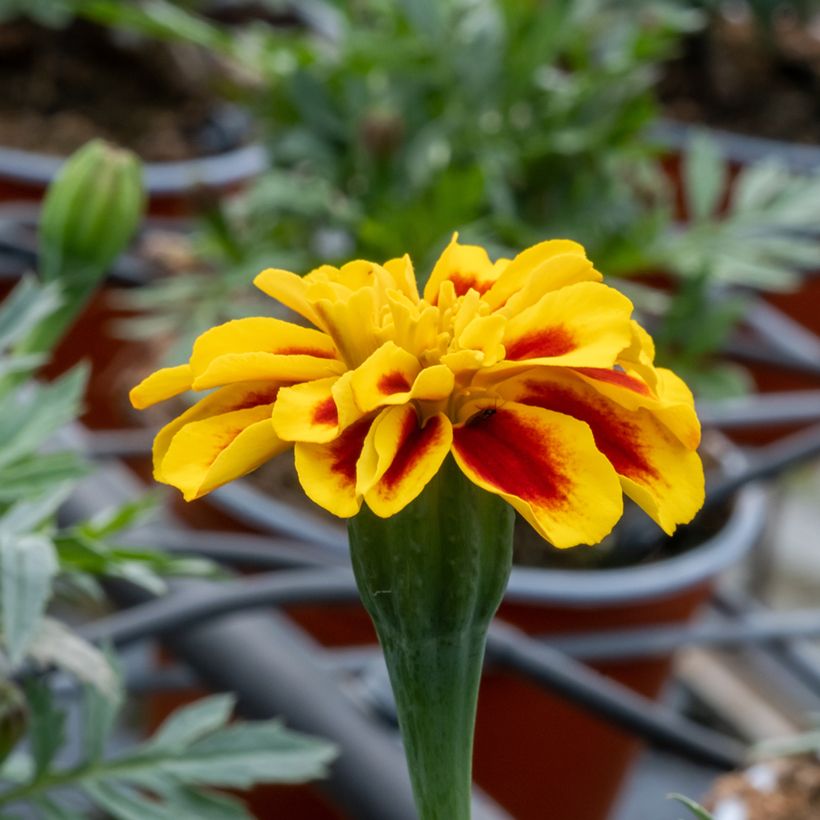 Graines d'Oeillet d’Inde Durango Bee - Tagetes patula (Floraison)