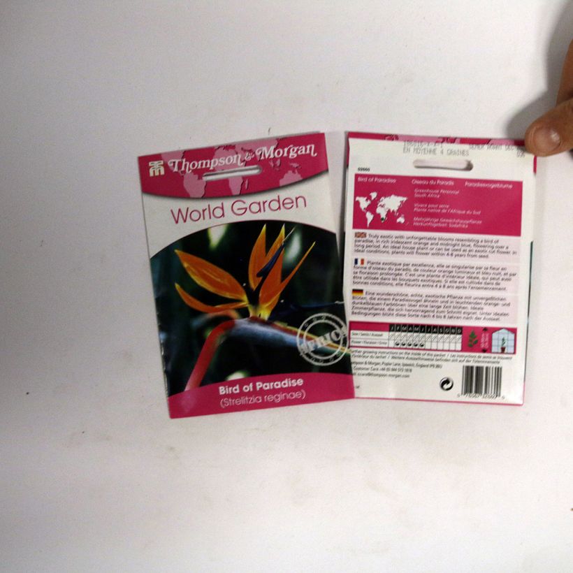 Exemple de spécimen de Graines d’Oiseau de Paradis nain - Strelitzia reginae Humilis le sachet de 4 graines tel que livré