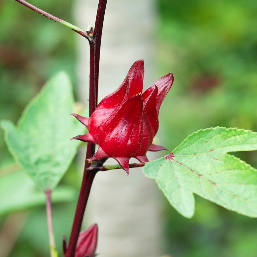 Graines d'Oseille de Guinée - Hibiscus sabdariffa (Récolte)
