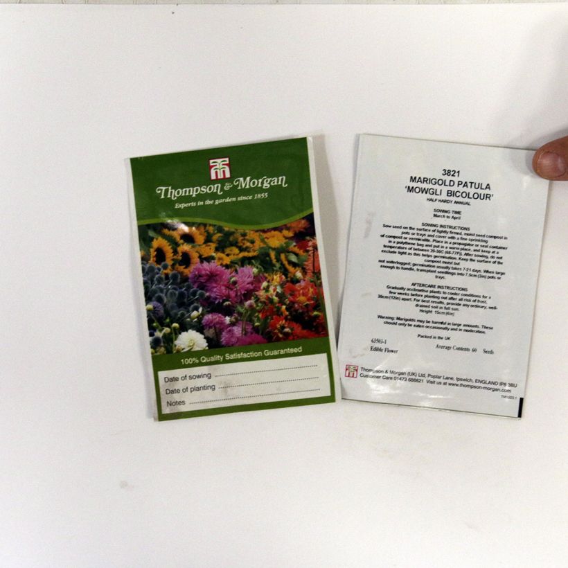 Exemple de spécimen de Graines d'Oeillet d’Inde Mowgli Bicolour - Tagetes patula le sachet de 60 graines tel que livré