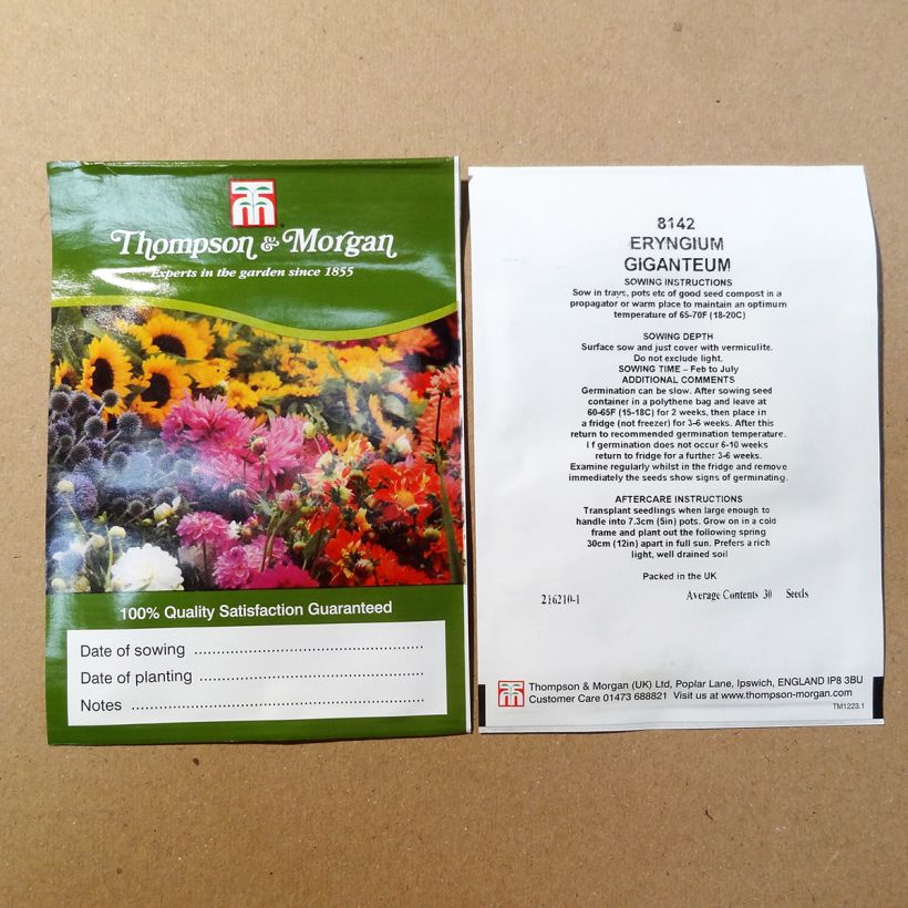 Exemple de spécimen de Graines d'Eryngium giganteum Miss Willmotts Ghost - Panicaut géant le sachet de 30 graines tel que livré