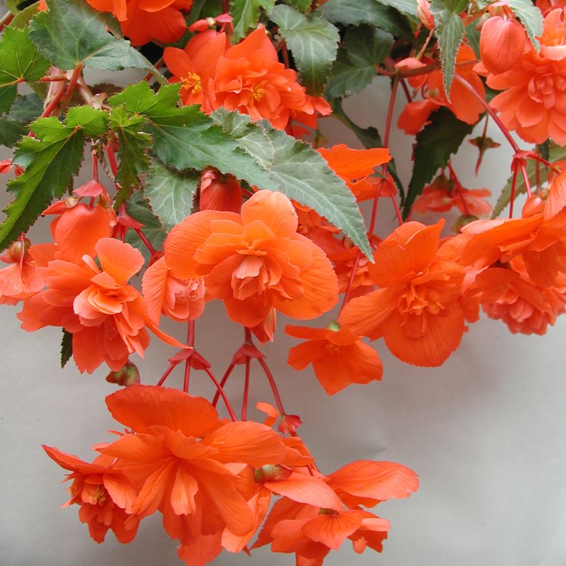Graines de Bégonia retombant Chanson F1 Salmon (graines enrobées) (Floraison)