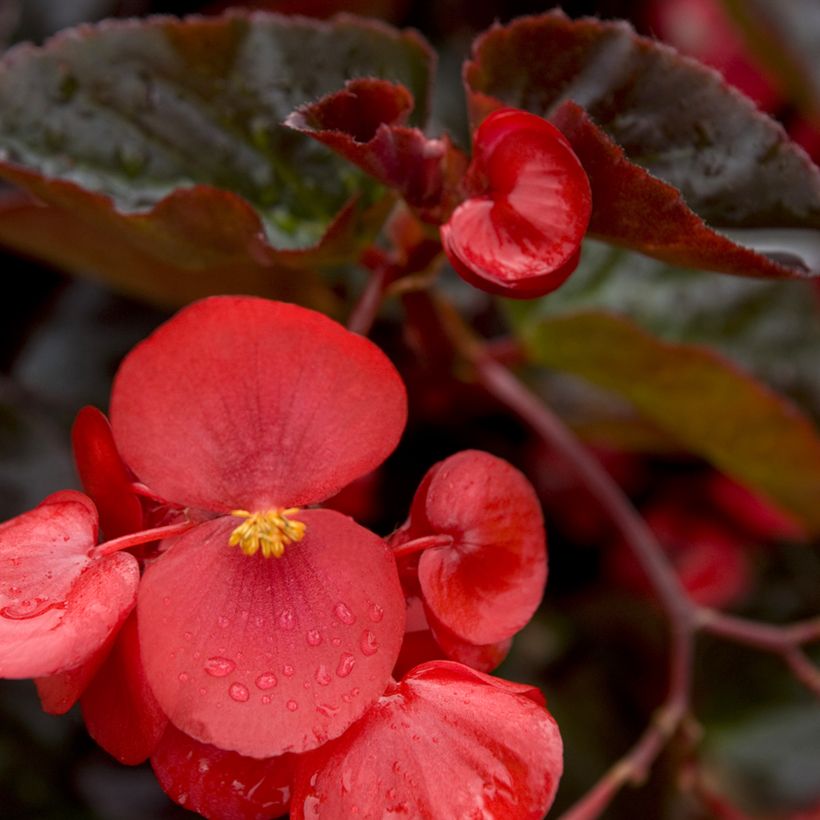 Graines de Bégonia Big Red Bronze Leaf (Floraison)