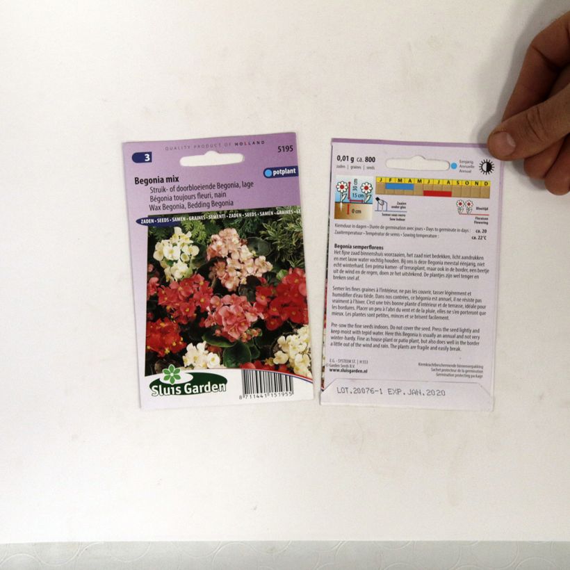 Exemple de spécimen de Graines de Bégonia semperflorens nain le sachet de +/- 700 graines (minimum 0,01g) tel que livré