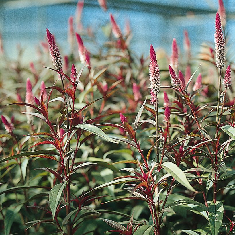 Graines de Célosie en épis Flamingo Purple - Celosia spicata (Floraison)