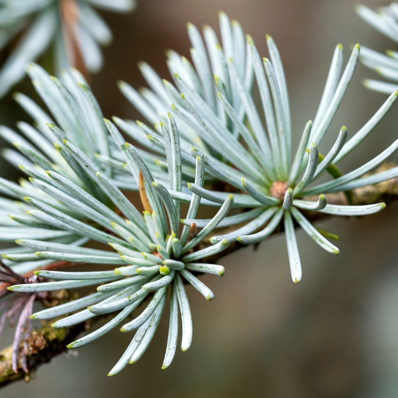 Graines de Cèdre de l'Atlas - Cedrus atlantica (Feuillage)