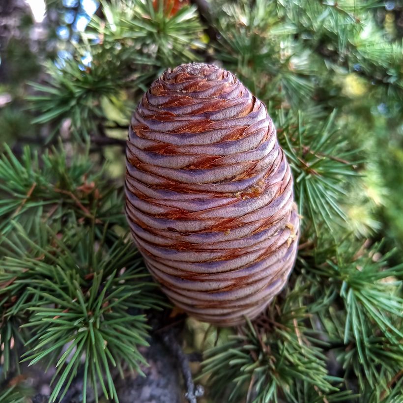 Graines de Cèdre de l'Atlas - Cedrus atlantica (Récolte)