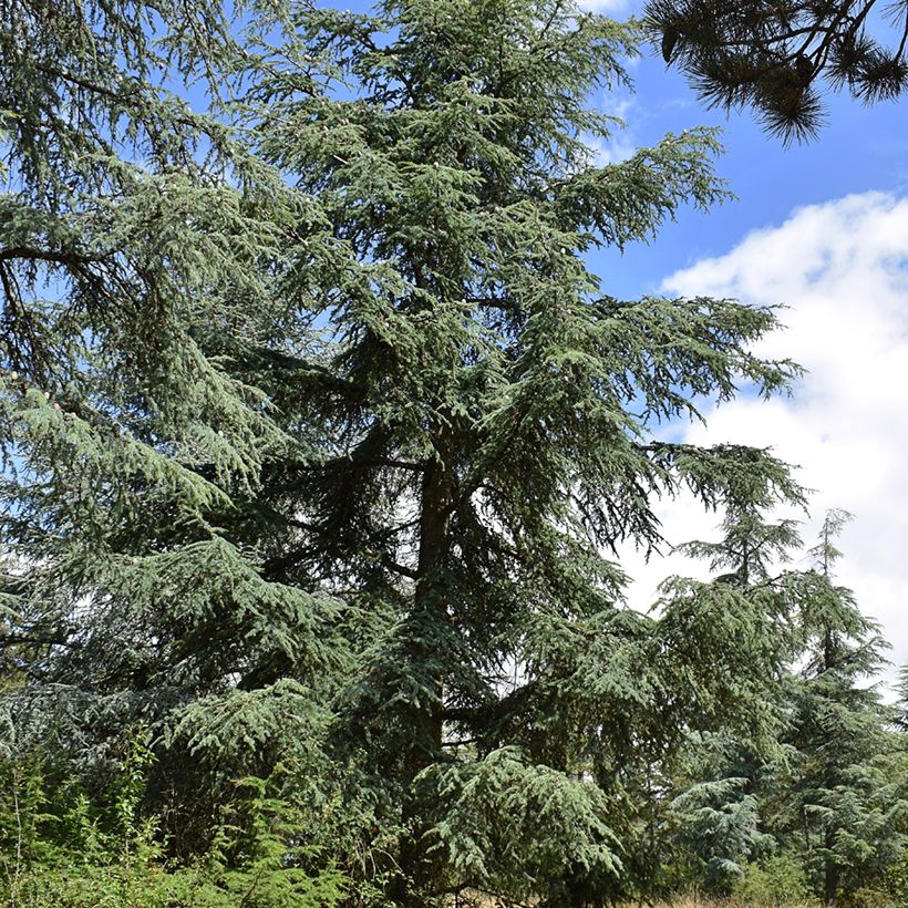 Graines de Cèdre de l'Atlas - Cedrus atlantica (Port)