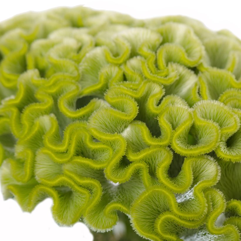 Graines de Célosie crête-de-coq Act Verda (Green) (Floraison)