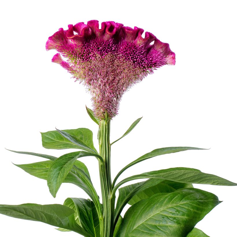 Graines de Célosie crête-de-coq Bar Bora (Purple) (Floraison)