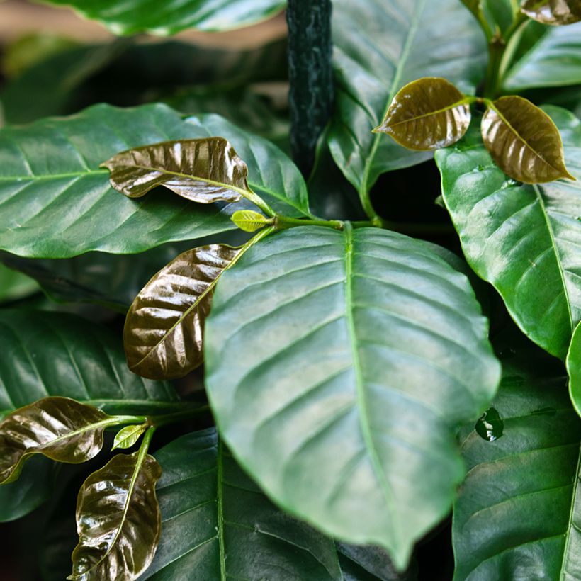 Graines de Caféier - Coffea arabica (Feuillage)