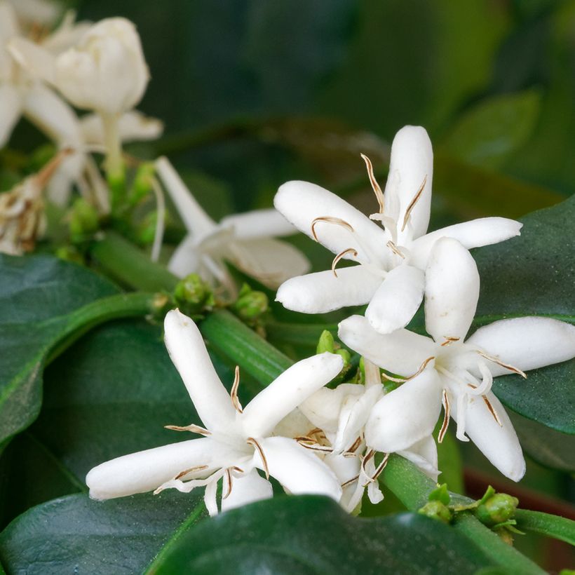 Graines de Caféier - Coffea arabica (Floraison)