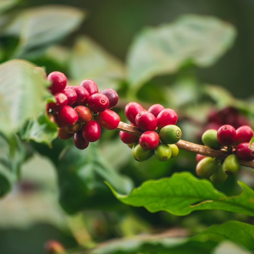 Graines de Caféier - Coffea arabica (Récolte)