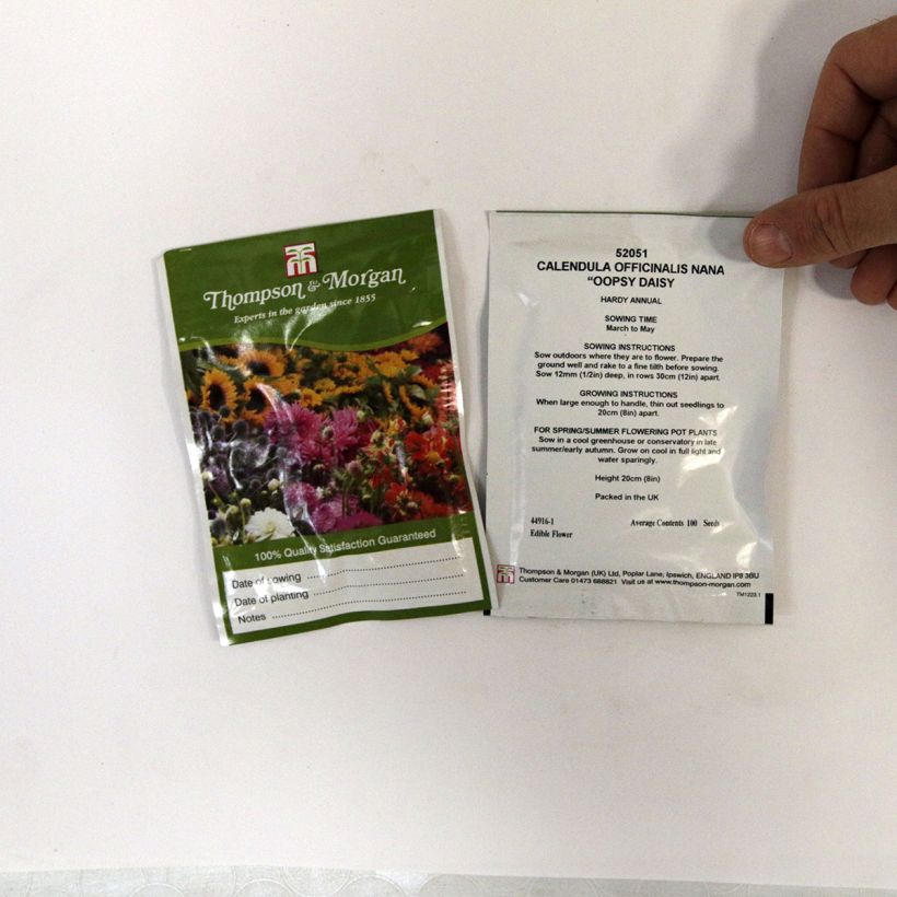 Exemple de spécimen de Graines de Calendula officinalis Oopsy Daisy - Souci des Jardins nain le sachet de 100 graines tel que livré