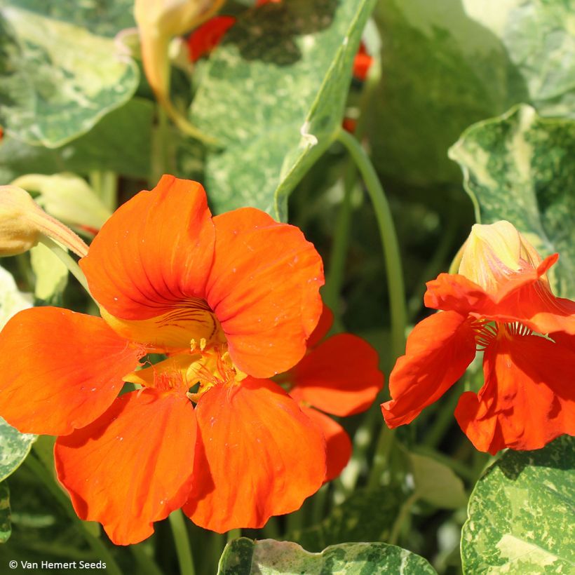 Graines de Capucine naine Orange Troika - Tropaeolum (Floraison)