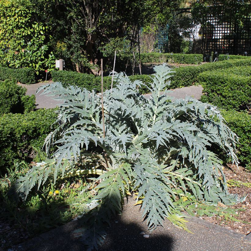 Graines de Cardon - Cynara cardunculus  (Port)