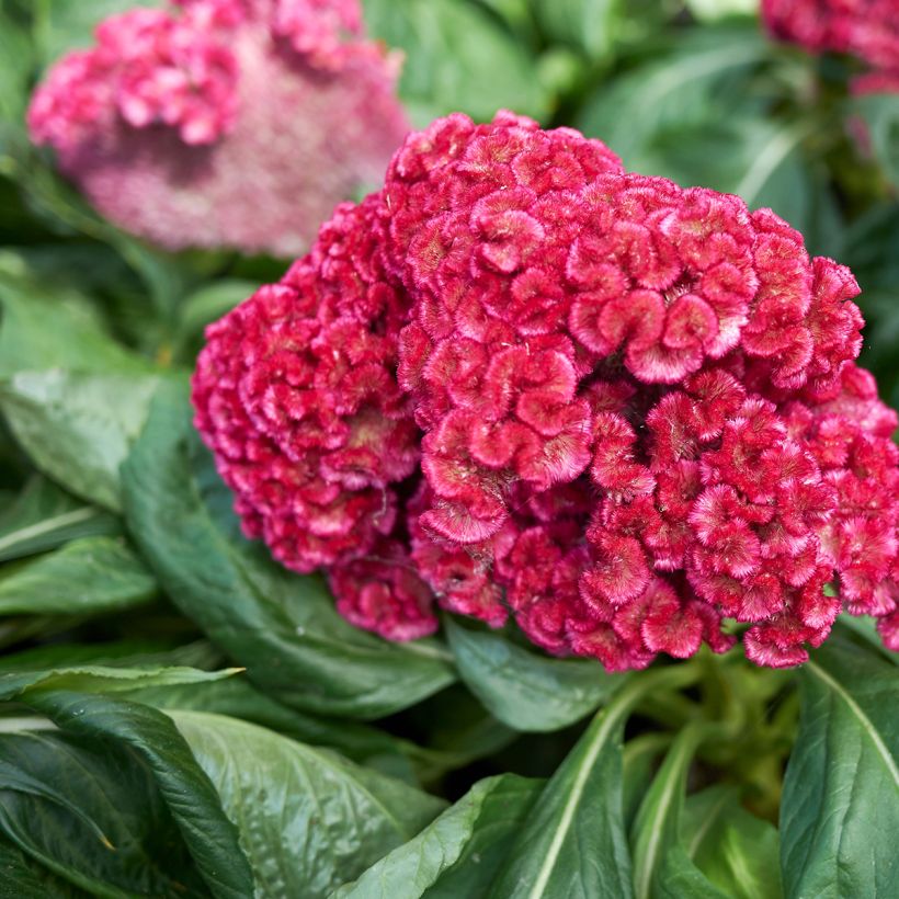 Graines de Célosie King Coral (Floraison)