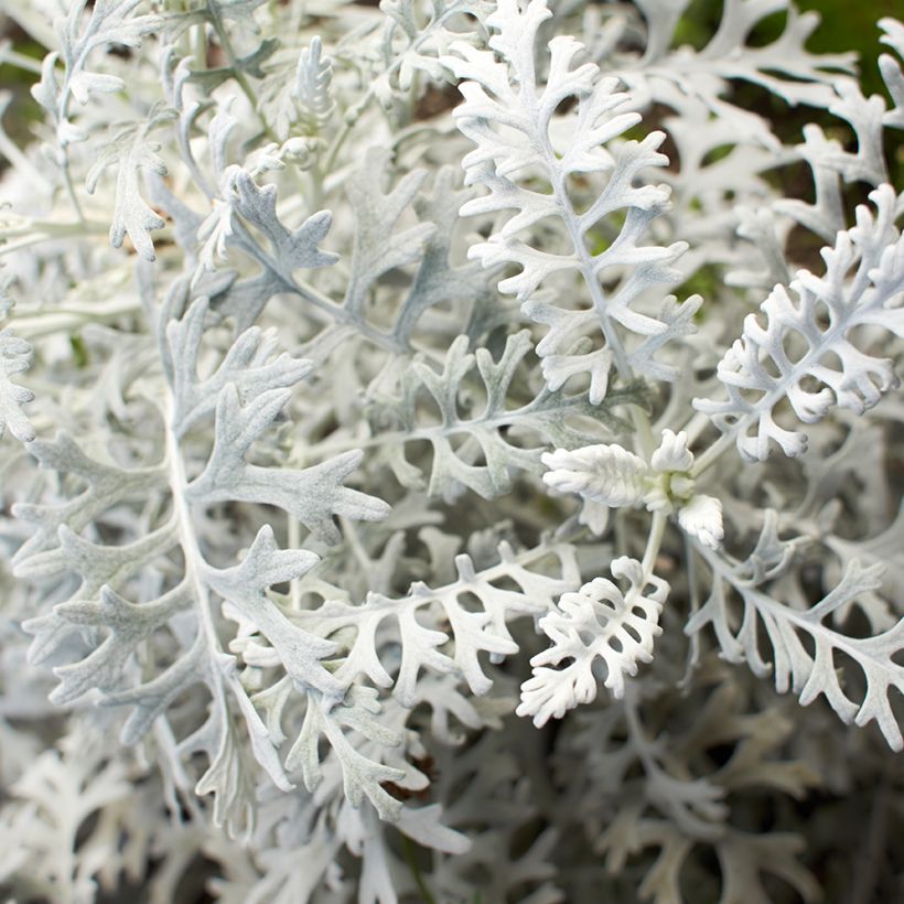 Graines de Cinéraire maritime Silver Dust - Senecio cineraria  (Feuillage)