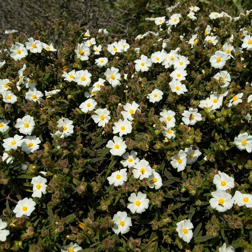 Graines de Ciste de Montpellier - Cistus monspeliensis (Port)