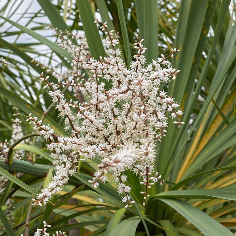 Graines de Cordyline australis (verte) (Floraison)