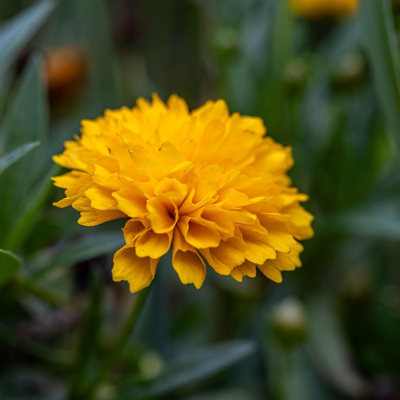 Graines de Coreopsis Early Sunrise (Floraison)