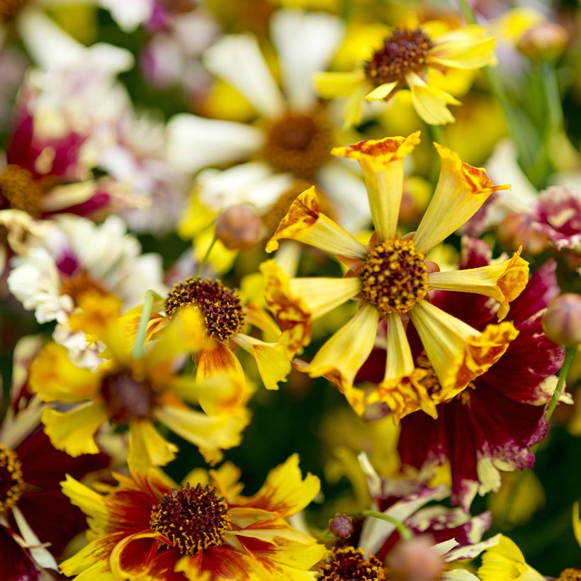 Graines de Coréopsis annuel Incredible Sea Shells Mix - Coreopsis x tinctoria (Floraison)